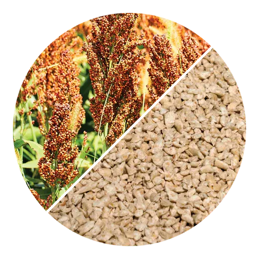 Sorghum grass and plant-based cat litter granules